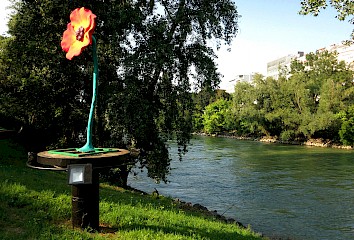 Mohnblume am Donaukanal