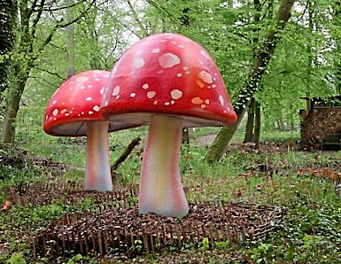 Fliegenpilze bei Schloss Ippenburg 2017