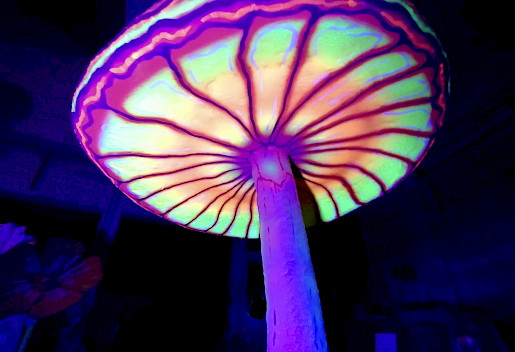 Großer Pilz im UV-Licht